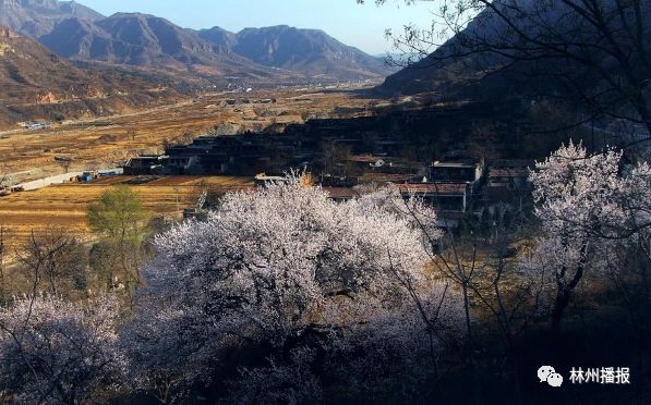 林州：一夜山村成花海 尖庄杏花齐绽放