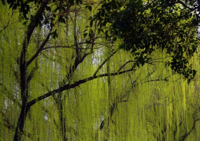 春暖花開,環城公園特色鮮明,芳容誘人,我情不自禁沿線欣賞,結果發現