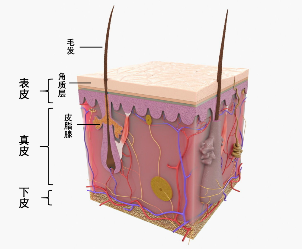 皮肤结缔组织结构图图片