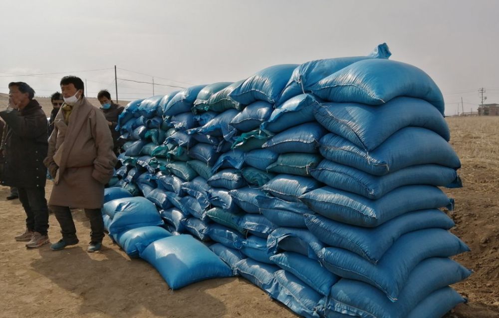 夏河县发放4599吨饲草料 确保牲畜安度"春乏关"