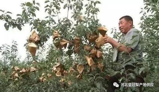 梨树|什么样的地方适合种梨树？品种差异很大哦！