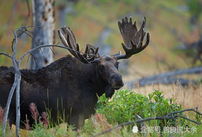 黄蔼北作品野山牛