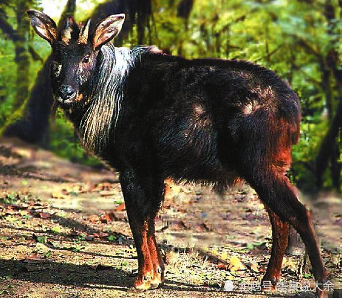 黄蔼北作品野山牛