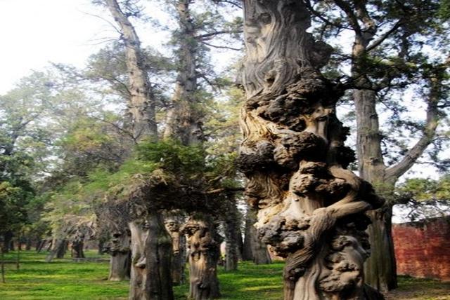 绝历代皇帝选陵择茔,皆是背山面河,唯光武帝陵枕河蹬山;二为一园千柏