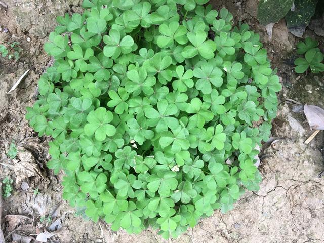 普通的 三叶草 种1棵花盆里 一年长成老桩 变成漂亮小盆景 腾讯新闻