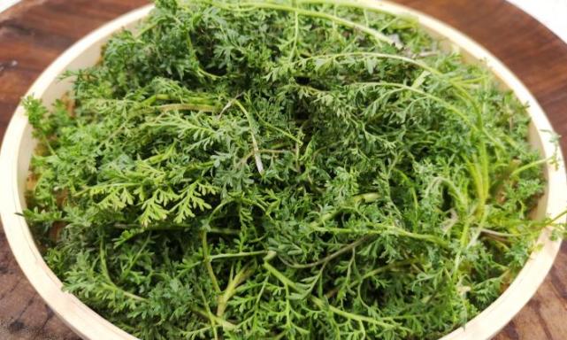 别把这菜当野草了,摘回家包饺子,比荠菜还营养,春天不吃可惜了