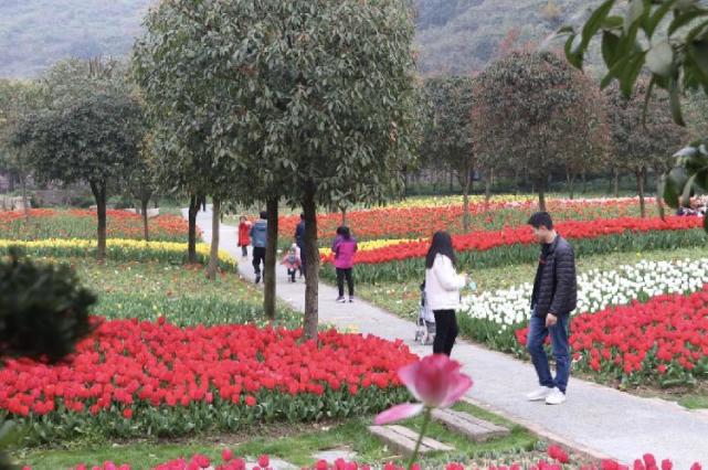 来中梁镇太寺垭森林公园邂逅百万株郁金香花海感受春天 郁金香 风信子 中梁镇