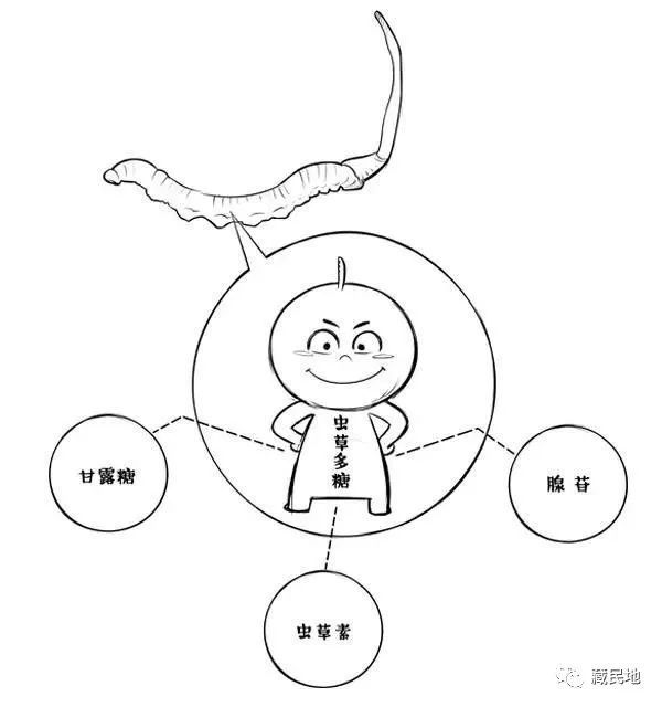 冬蟲夏草真的可以治療癌症嗎它的治療原理是什麼真的有用嗎