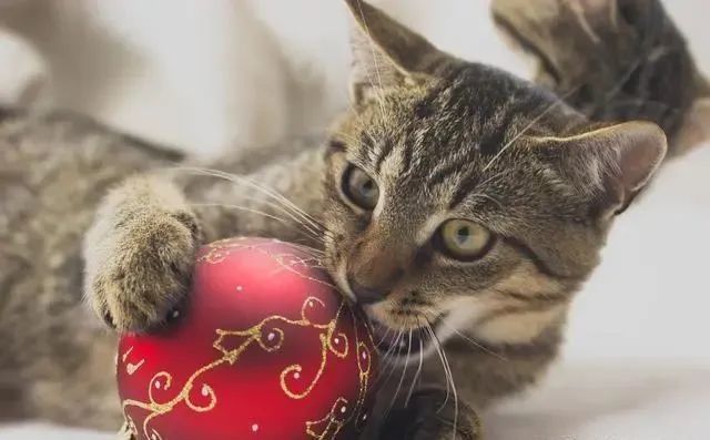 小猫咪时不时攻击 请正确辨别是正常行为 还是疾病引起的 腾讯新闻