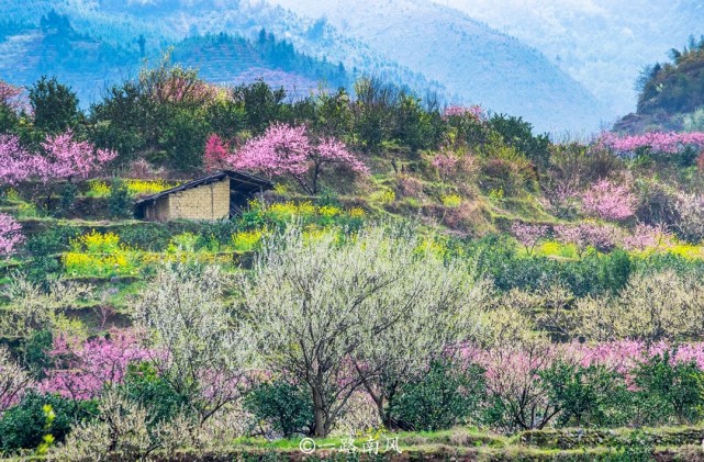 广东最美的乡村漫山遍野开满鲜花像画像仙境