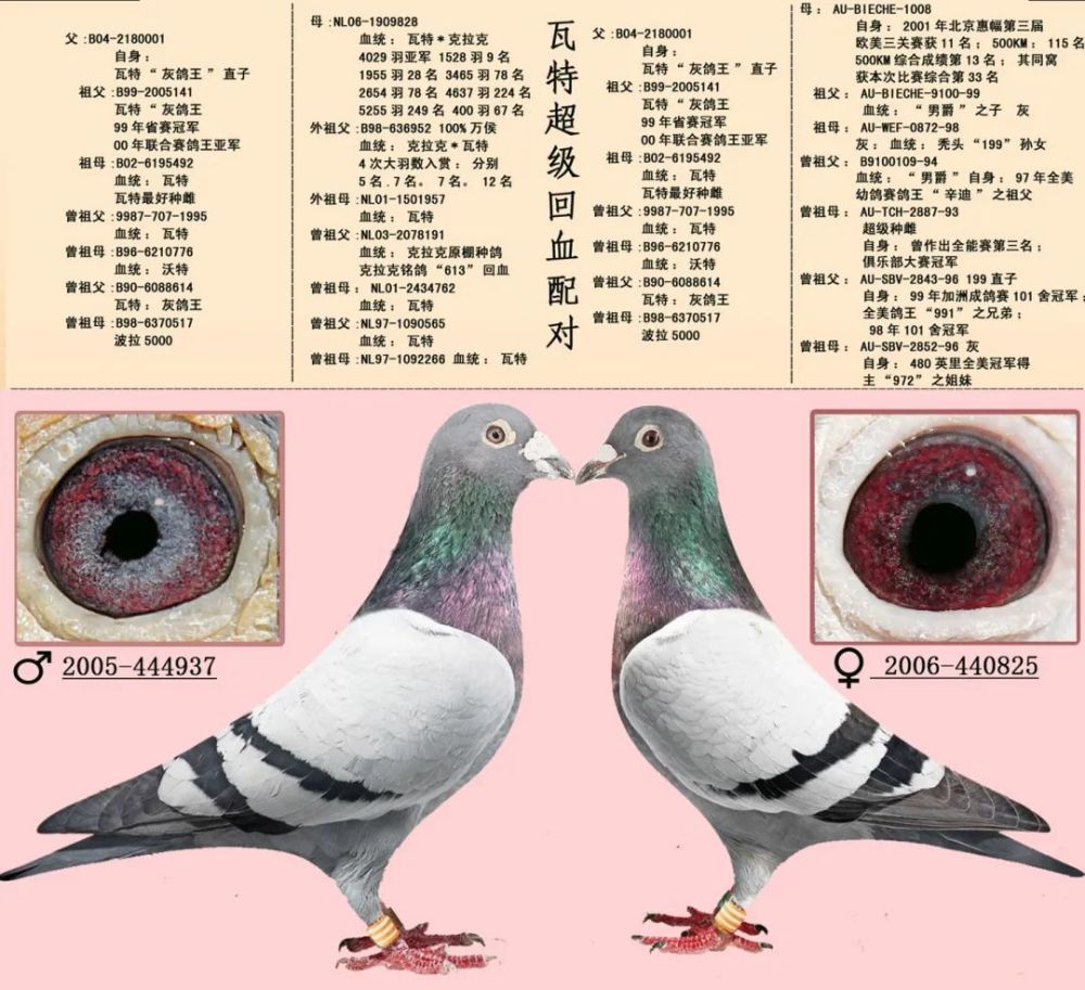 案例16組超級黃金配對例子血統鴿眼體型解析供你學習