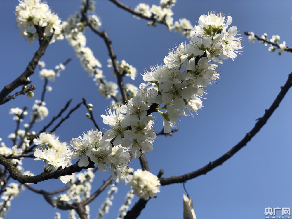 浙江桐乡槜李花开满院香