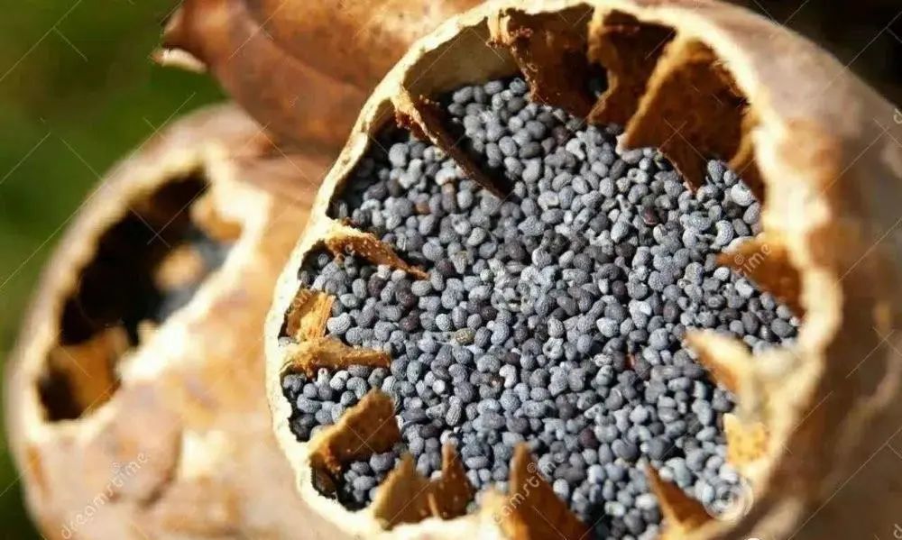 罂粟幼苗罂粟的幼苗形似野菜,但细微之处还是有区别的.