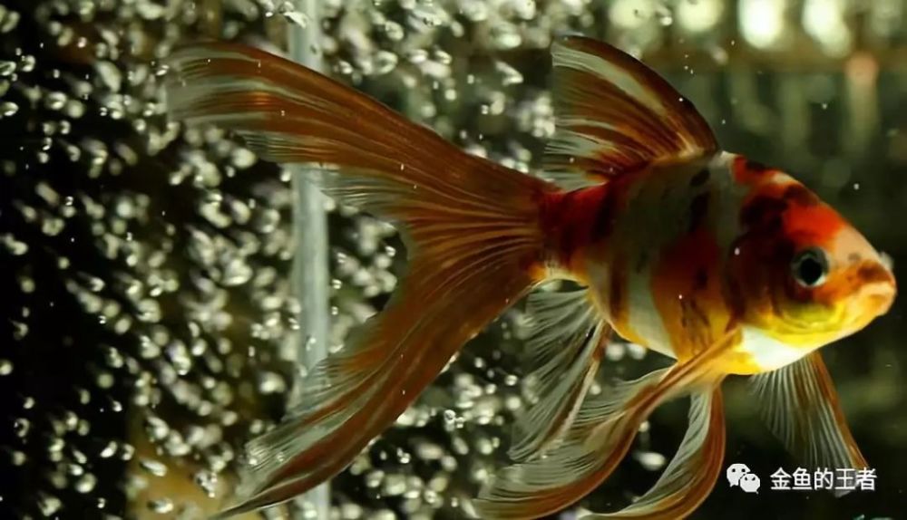 凤尾草金继承传统金鱼的特色,尾叶有凹进,下垂如凤尾,姿态潇洒动人.