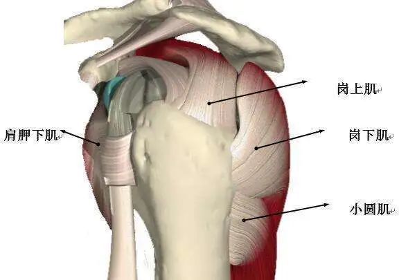 肩袖是指由肩胛下肌(肱骨内旋),冈上肌(肱骨90度范围内外展),冈下肌及