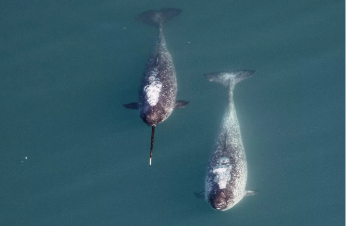 研究发现拥有更大长牙的雄性独角鲸更能吸引异性