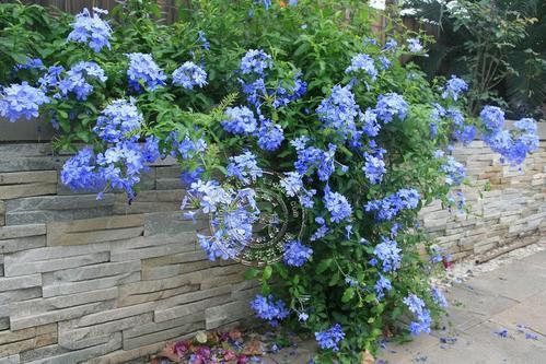 夏天养蓝雪花,掌握它的3喜3怕,开出层叠群花