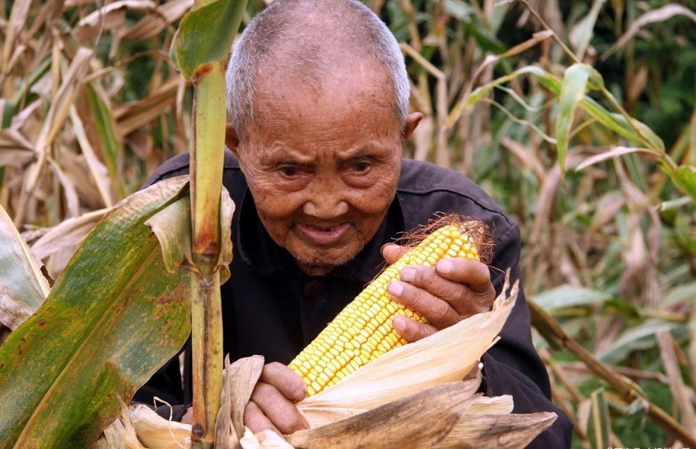 為何越來越多的農民不務正業糧食危機是農民不種地造成的嗎