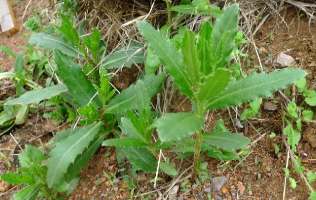 这种野菜比花还好看,摘下煮水就能喝,对身体特别好!