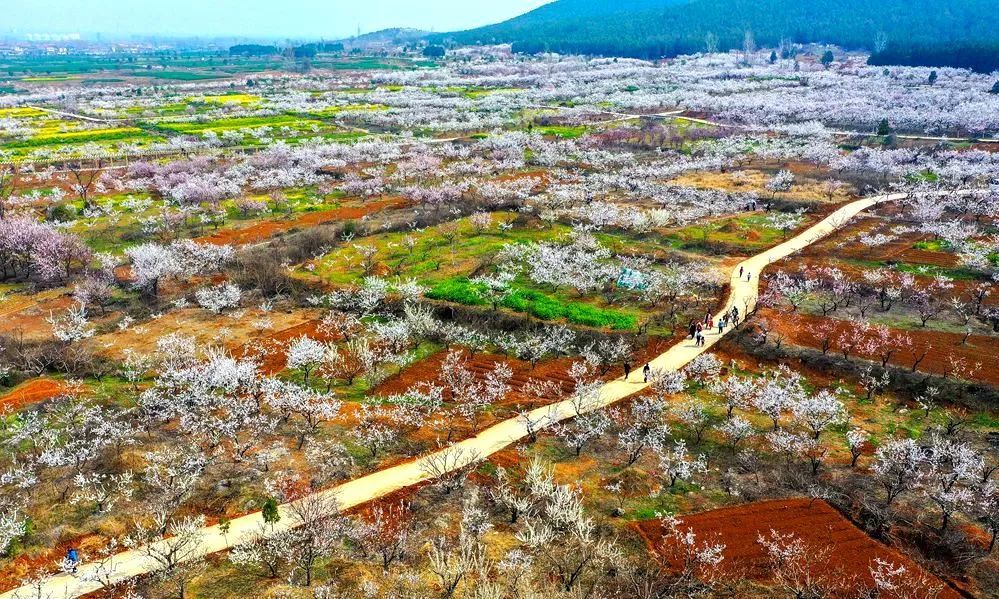 風景區呂梁湖畔 馬集村3000餘畝杏樹漸入盛花期 杏花開得正濃 油菜花