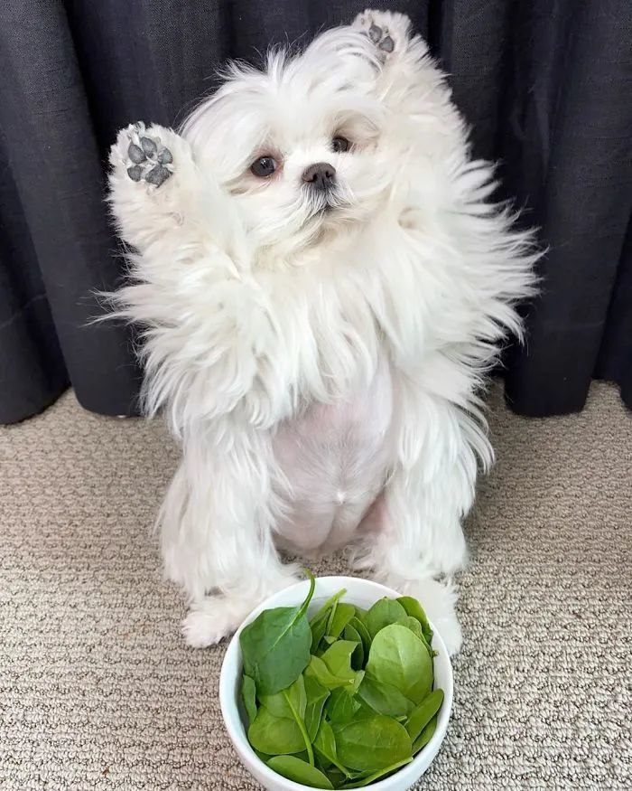 狗狗靠着举手这一动作火了网友亲切称它为治愈系小马尔