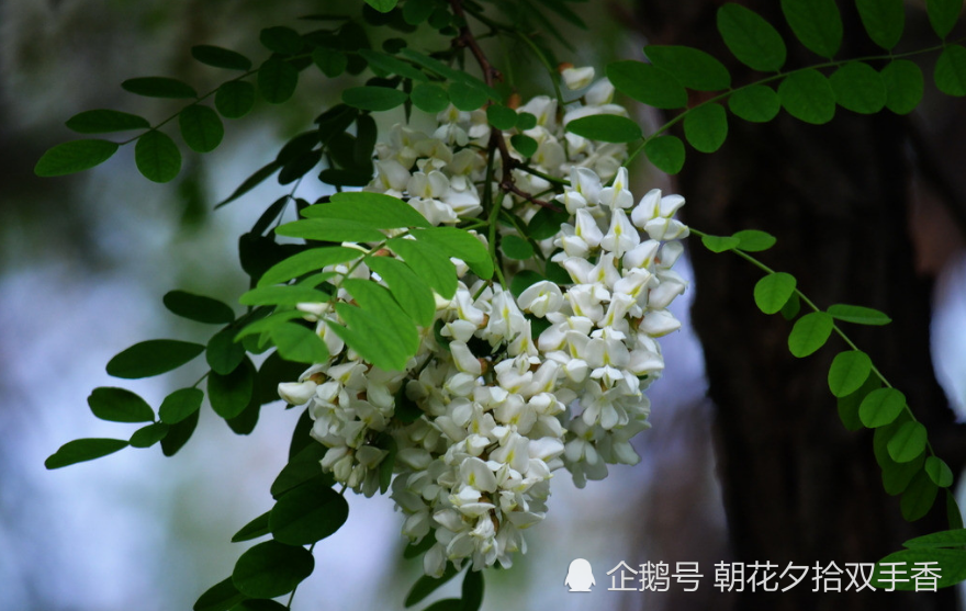 农村常见的树木 春天开的花很美味 用来泡茶喝养生效果好 腾讯新闻