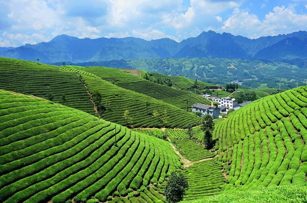 中国最美30座茶园之一一个人承包一片山头疫情结束后一起来采茶