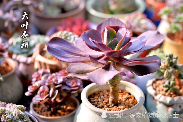 家里也能装个智能温室 别说 这里养出的多肉美上天 腾讯新闻