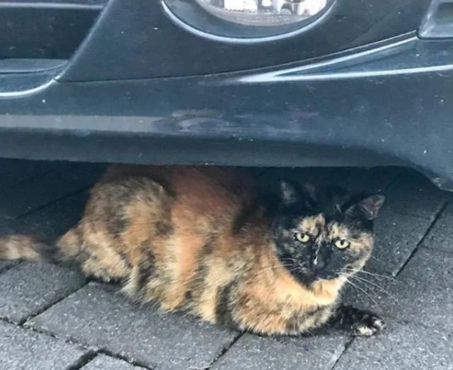 主人临终将猫托付给子女 猫却独自寻找了她十年 结局让人泪目 腾讯新闻