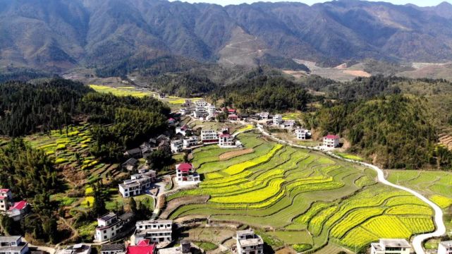 邓元泰黄茅村油菜梯田风景美草线钓鱼趣味浓