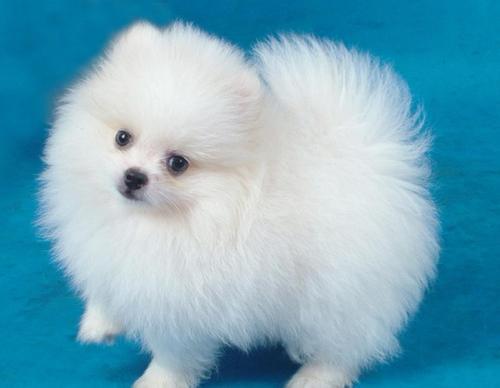 在博美犬中 卖家声称的哈多利球体来世今生 腾讯新闻