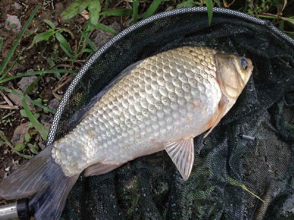 钓白鲫的经历近来天气晴朗,气温略有偏高,受疫情影