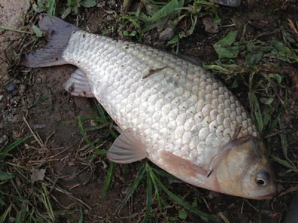 这种头短体肥的白鲫,是不是野生鲫鱼?一次能钓十斤左右_腾讯新闻