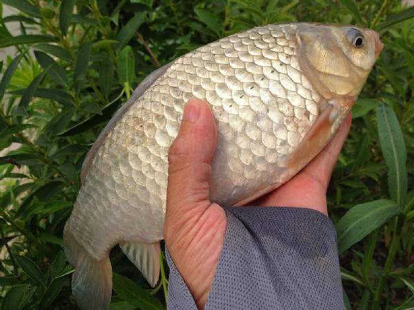 的,和扁鱼一个样子,但是要厚得多,拿回家就有钓友说是白鲫,原产于日本