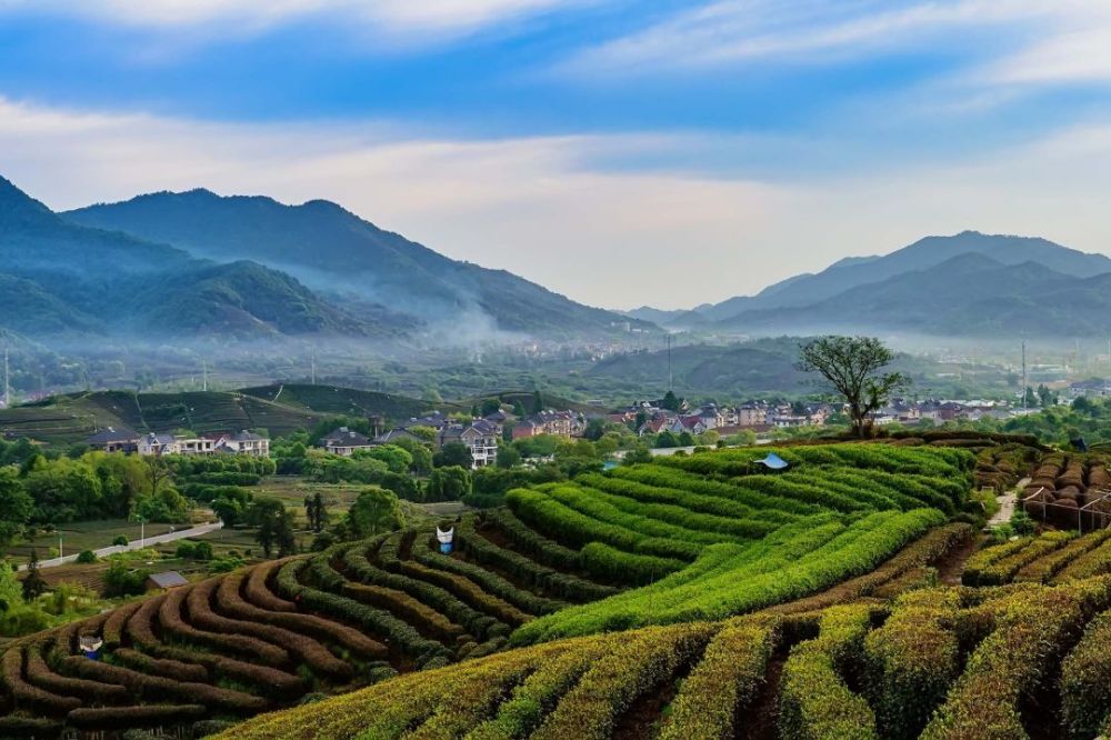 7成西湖龙井在龙坞龙坞茶镇等你哟