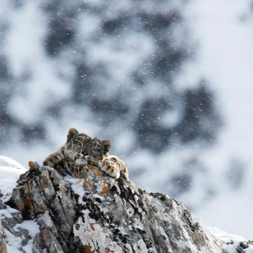 法国摄影师野外拍摄雪豹三年,定格这种稀有大猫多个美丽瞬间