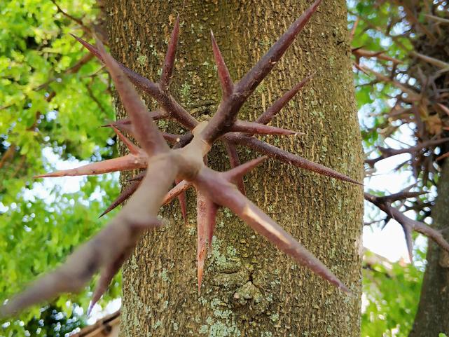 这树满身刺,刺越大越值钱,俗称"天钉"50元一斤,如今很少见