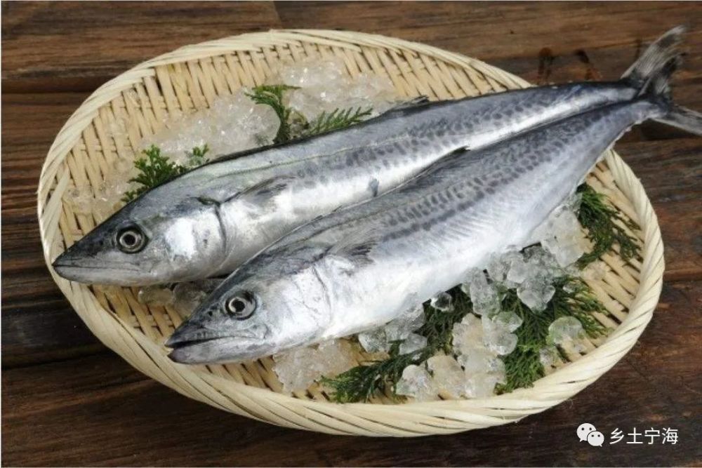 阳春三月,正是参乌鱼上市的季节.