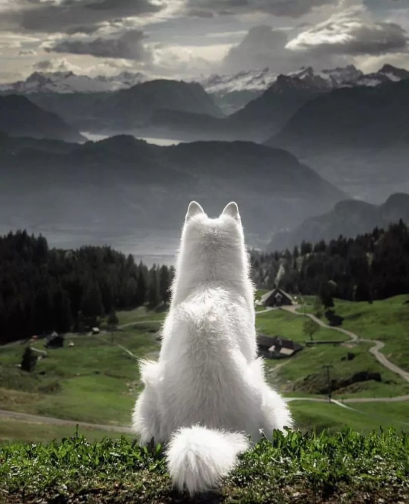 游荡47年她带着一只狗环游世界过上了20万粉丝追捧的独居生活