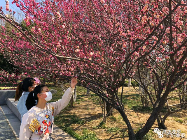 美人梅 海棠 樱花 潍坊春日赏花指南来了