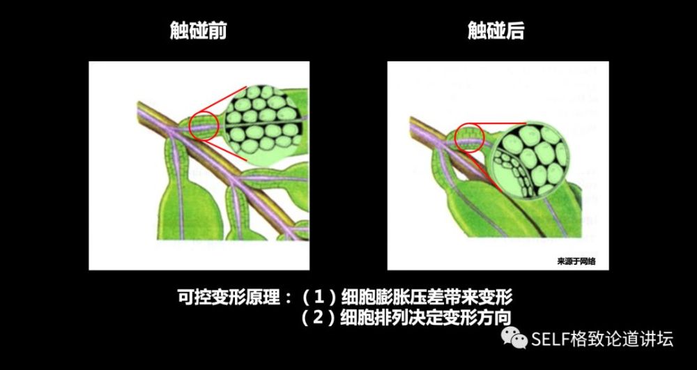 当含羞草遇上变色龙,仿生材料学已经不再局限于模仿