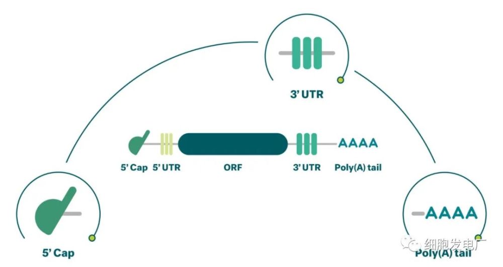 公司mrna的关键结构要素poly(a) tail:公司对poly(a)尾的结构和mrna的