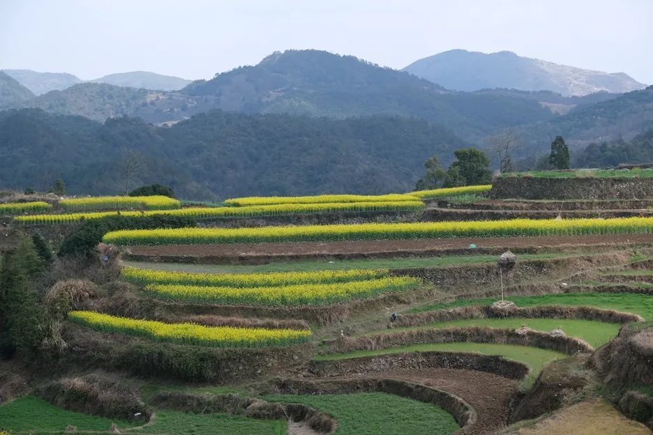 登山賞景寧海國家登山步道的春美翻了