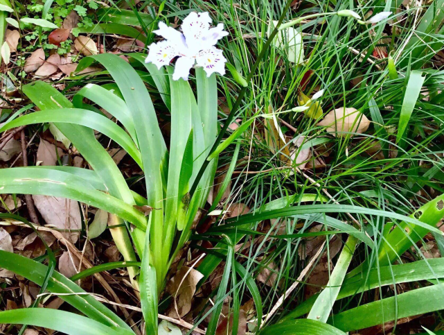 鳶尾花植株在四川地區被稱之為