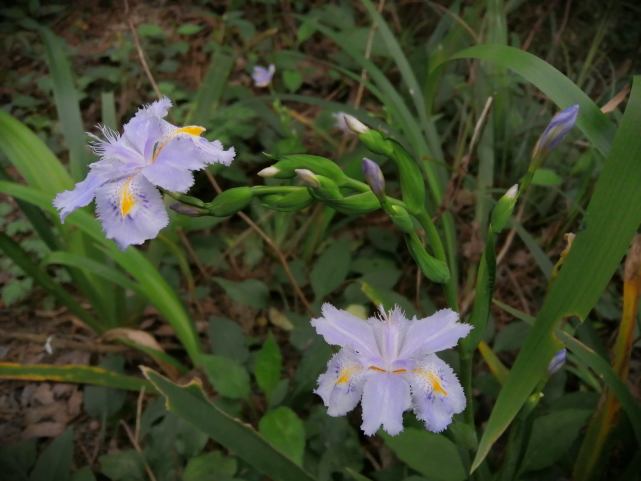 鳶尾花植株在四川地區被稱之為