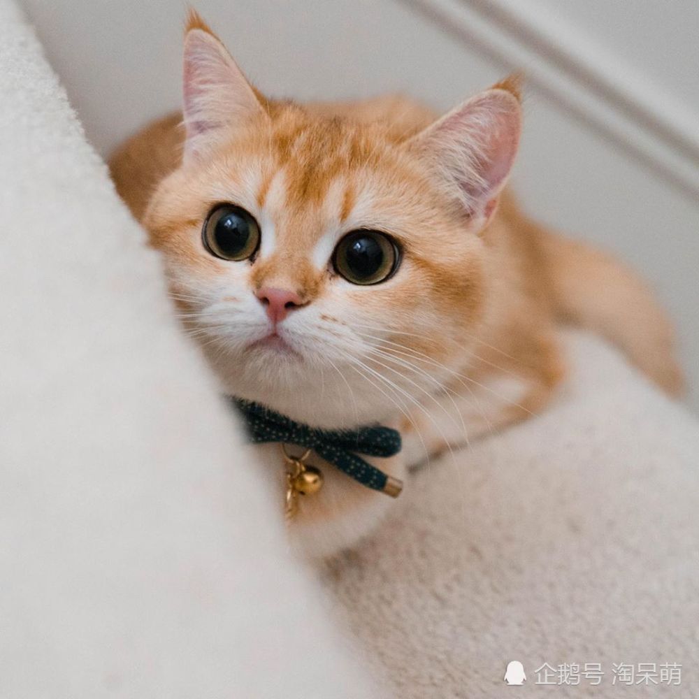 一只呆萌乖巧瞪着可怜大眼睛趴在你面前的金渐层小猫咪