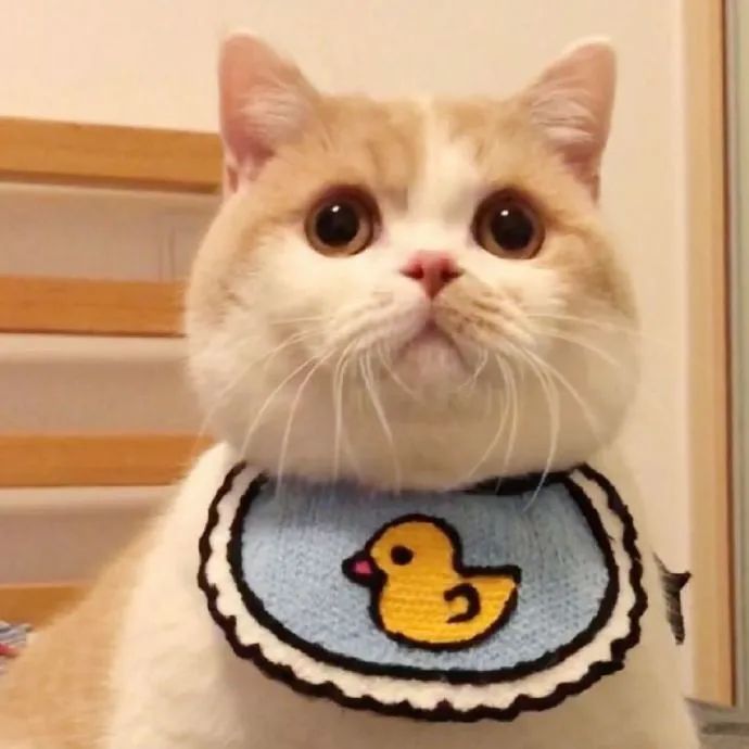 最近,有一只叫凸凸的小猫咪火了. 诺,就是它