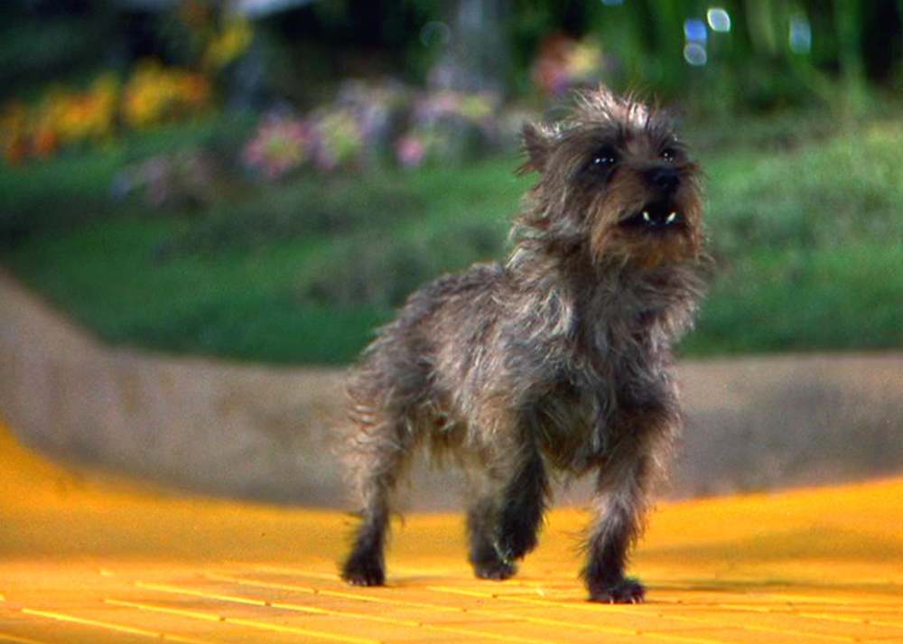 用技术代替生命狗狗演员将迎来荧屏谢幕