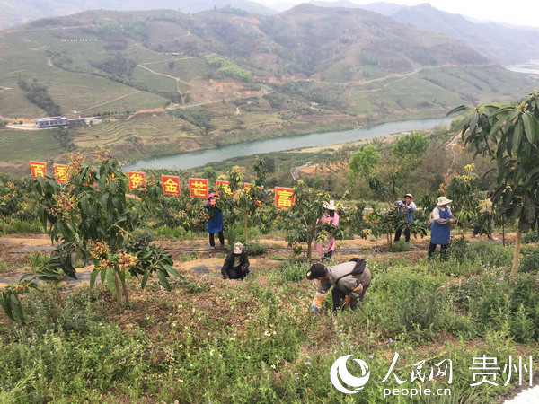 贞丰县鲁容乡:纵深推进产业革命 让农户成为产业主人