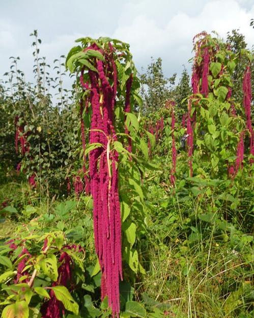 花穗里面全都是仙米种子,这些种子吃起来很香,农民们可以收集起来留着